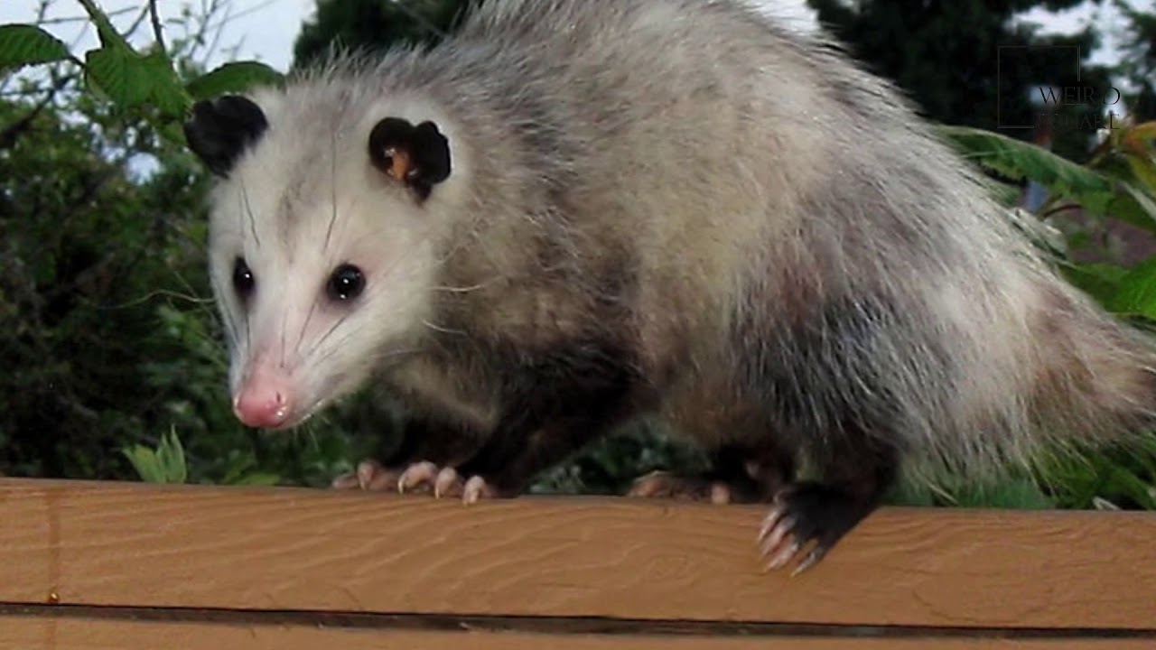 Interesting Facts About Opossum By Weird Square - YouTube