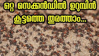 ഉറുമ്പിനെ തുരത്താൻ പൊടിക്കൈ | How To Get Rid Of Ants | വീടുകളിൽ ഇനി ഉറുമ്പ് ശല്യം ഉണ്ടാവില്ല