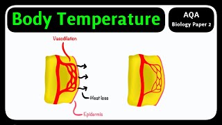 GCSE Biology AQA - Body Temperature | Homeostasis Control [2026 exams]