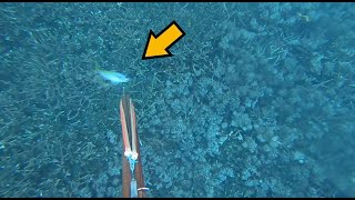 大量の魚が酔っ払っている奇跡の瞬間。その魚の正体とは。