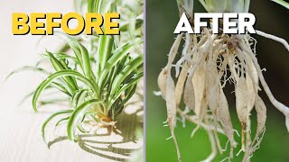 Pups Not Growing | EASY Propagation of Spider Plant from Pups