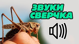 Звуки сверчков, звук сверчков ночью.