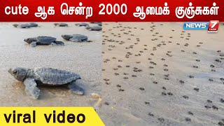 ஆயிரக்கணக்கில் Cute ஆக சென்ற  குட்டி ஆமைகள் | viral video | Turtle | News7Tamil