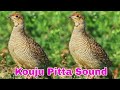 kouju pitta quail bird sound