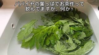 【パパインたっぷりパパイヤ茶作ってみた】薬用として濃く煮出すとめちゃ不味いけど、効能には即効性があります。