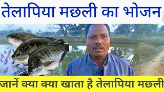 तेलापिया मछली का भोजन.जानें क्या क्या खाता है तेलापिया मछली //  FISH FISHING CHHATTISGARH