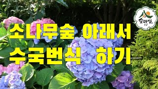 소나무숲에수국번식 수국재배 산수국 산림 임업 농업 치유농업 산림치유  6차산업 삽목 휘묻이 임업후계자 임산물 정원수 상토 꽃재배 경북농민사관학교 약용식물 조경수 정원수 휴양림 수목