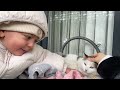 The amazing love between a baby and cats. Can cats fall in love with a baby