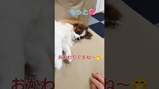 マッサージが好きすぎる犬が可愛い