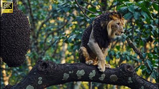 Lion Attacked by Deadly Mosquitoes, Watch the Method Used to Drive Them Away!