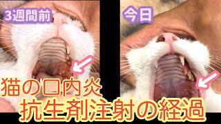 【動物病院】口内炎治療　長期作用型抗生剤の経過　3週間後！