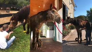 Horse Rescued After 10 Years of Abuse \u0026 Imprisonment || The Tragic Story Of Thaddeus