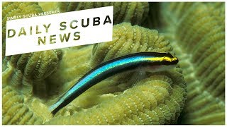 Daily Scuba News - Cleaner Wrasse Are Self-Aware