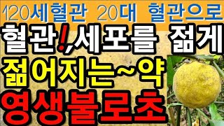 120세~혈관을,20대~혈관으로,만드는~약!,혈관!,세포를,젊게,먹을수록,늙지않는~열매!                            탱자,지실,지각,@WellbeingTV