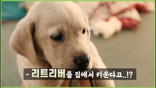 리트리버를 키울때 가장 행복한 순간