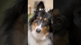 遊んで欲しいオゥシーが可愛い【ボーダーコリー・オーストラリアンシェパード】　#dog #犬との暮らし