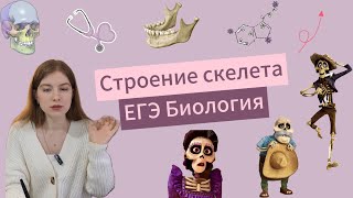 Строение скелета человека | ЕГЭ Биология