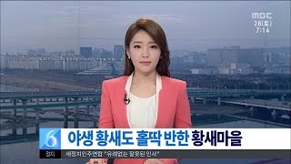 [대전MBC뉴스]예산 황새마을 찾은 시베리아 황새