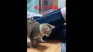 お兄ちゃんに猫パンチする猫がかわいすぎるwww tiktok