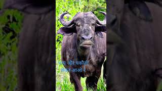 चाय और पकौड़ी लेकर आओ रे☕🥛trending #shortvideo #viralvideo #youtube #comedyकॉमेडी #short #funny 🐃🐂🤣☕