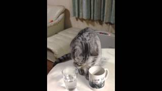 猫の可愛い水飲み その2