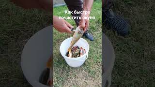 Как почистить рыбу.  Как максимально быстро почистить  окуня.  #shorts #fishing #perch