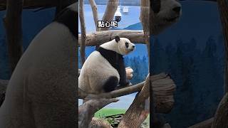 圓仔：本公主餓餓 吃飽了豆豆腿才有力走動 #cute #kawaii #panda #貓熊 #可愛