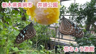 【井頭公園】【井頭公園花ちょう遊館】蝶の楽園！　ベリテンフェス開場の公園散策！　栃木県真岡市井頭公園！