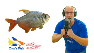 Ep 345 Red Blue Columbian Tetra GIVEAWAY