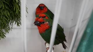 DIAMANT PSITTACULAIRE - RED-THROATED PARROTFINCH - ERYTHRURA PSITTACEA -