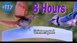 NO Interruptions Video for Cats 😻 8 Hours of Big Birds 🐦Uninterrupted CatTV