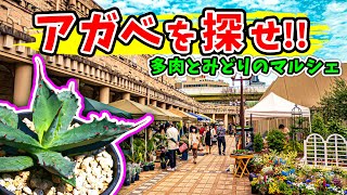 【植レポ】 第12回 多肉とみどりのマルシェでアガベを探せ!! No.057