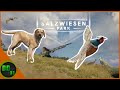 We Turned Our Labrador Retriever into An Amazing Pheasant Pointer! (Early Access) Call Of The Wild