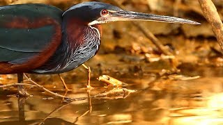 Agami Heron