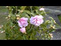 【庭の花木】乙女山茶花が咲き始めました。（2020 11 14）