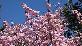 千葉県 【野田市の桜】　旧花野井家住宅のヤエベニトラノオ