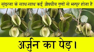 Arjun Plant | Terminalia Arjuna | अर्जुन वृक्ष की क्या हैं प्रमुख विशेषताएँ? विशेषज्ञ से जानिए