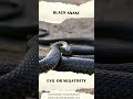 five snake dream meanings in islam islamicdreambook