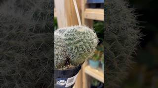 Altman Plants™️Oasis®️’Old Lady Cactus’ Mammillaria Hahniana #plants #indoorplants #shorts