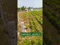 ஒரே நிலத்தில் இரு பயிர்கள் சாகுபடி farmingvideo farming vivasayam farminglife