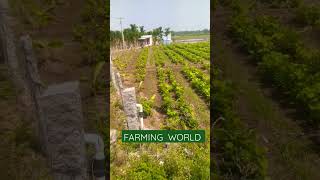 ஒரே நிலத்தில்  இரு பயிர்கள்  சாகுபடி #farmingvideo #farming #vivasayam #farminglife