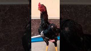 #chicken #hen #rooster #chicks #punjabi #1000subscriber #viral #aseelvlog #trend