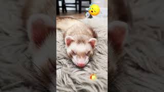 Falling Asleep In 5 seconds. 🐭 Cinnamon #cinnamonsassy #ferret #insomnia