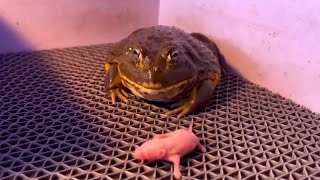 live feeding 非洲牛蛙蛤蟆吃乳鼠老鼠泥鳅 African bullfrog toad eating pink mouse loach