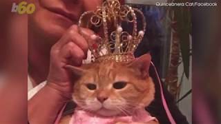 Quinceanera Diva Cat Gets A Party Fit for a Princess