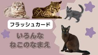 【フラッシュカード】色んなねこの名前