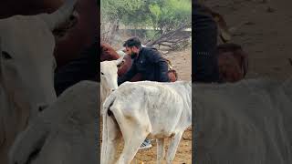 गौ सेवा परमो धर्मः | गौ माता की महिमा और सेवा का महत्व | Gaumata Bhakti 🚩  #गौसेवा