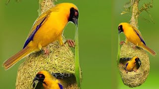 How do baya weaver birds build their nest \u0026 how many days do they complete  nest | Vital Wildlife 4k