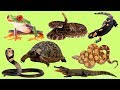 Learn names and Sound  Amphibians and reptiles  in English for Children