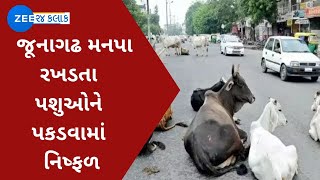 Junagadh BREAKING: જૂનાગઢ મનપા રખડતા પશુઓને પકડવામાં નિષ્ફળ | Watch Gujarati News on ZEE 24 Kalak